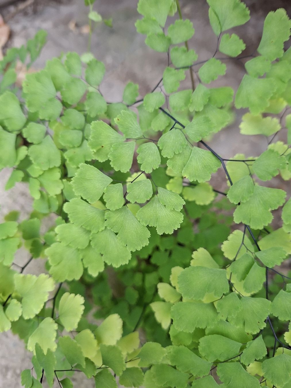 Piante & sementi: JUNGFERNHAAR oder ADIANTUM 20-30 cm dekorative Gartenpflanze – Nuovo e nell'imballaggio originale da Rovio venduto da POSITIFFARTandPLANTS 4