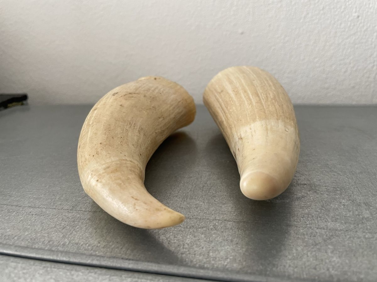 Fossili: alte Zähne vintage set – Usato da Basel venduto da Amechan. 6