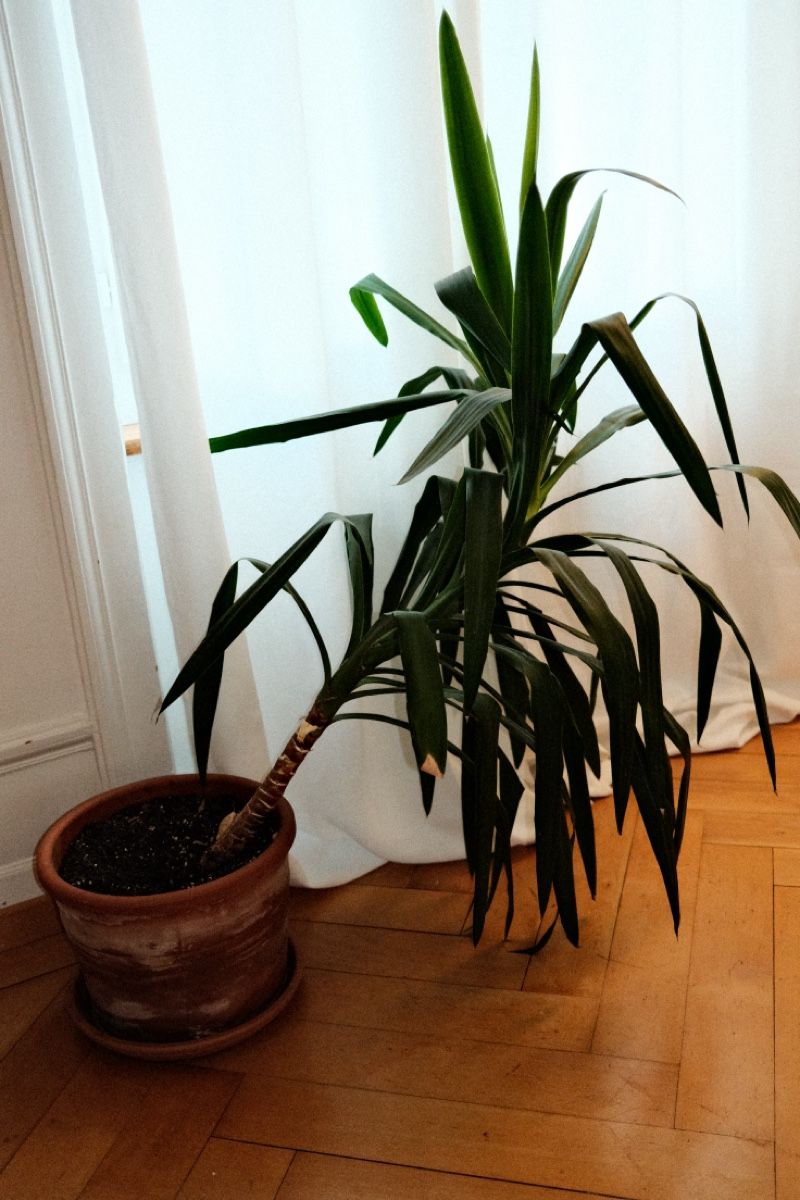 Piante & sementi: Yucca Palme im Terrakotta Topf – Usato da Zürich venduto da dvblch 2