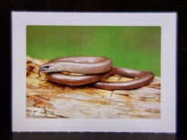 MIGROS MANIA Nature Detectives Nr. 72
