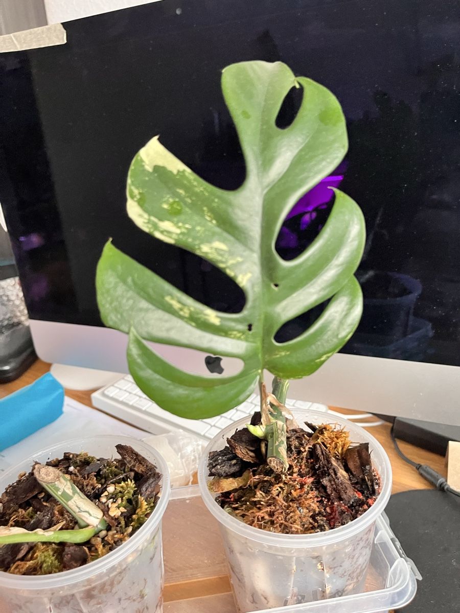 Piante & sementi: Monstera Minima variegated  – Usato da Sursee venduto da gal_lp7g 1