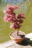 BONSAI  -  Fächerahorn "Jerre Schwartz"