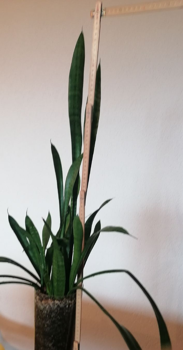 Piante & sementi: Grand Sansevieria - arrosage minimal – Usato da Le Mont-Pèlerin venduto da dundun1 1