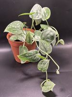 Scindapsus pictus Silver Ann (1-3)