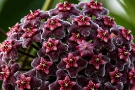 Hoya pubicalyx “Black Dragon”