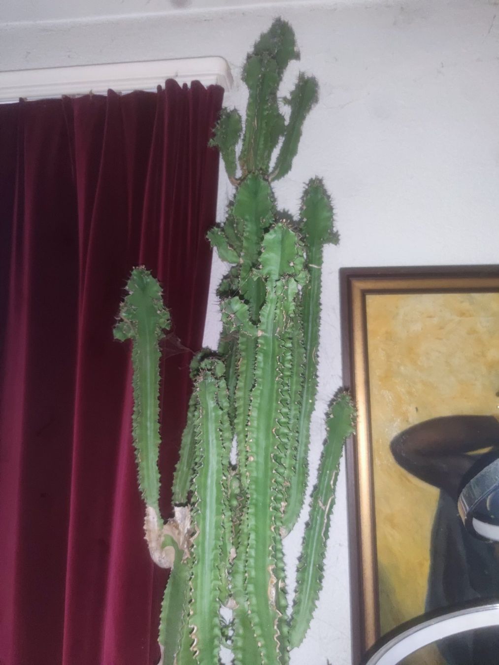 Pflanzen & Samen: Euphorbia ingens – Gebraucht aus Menziken von Seville93 1