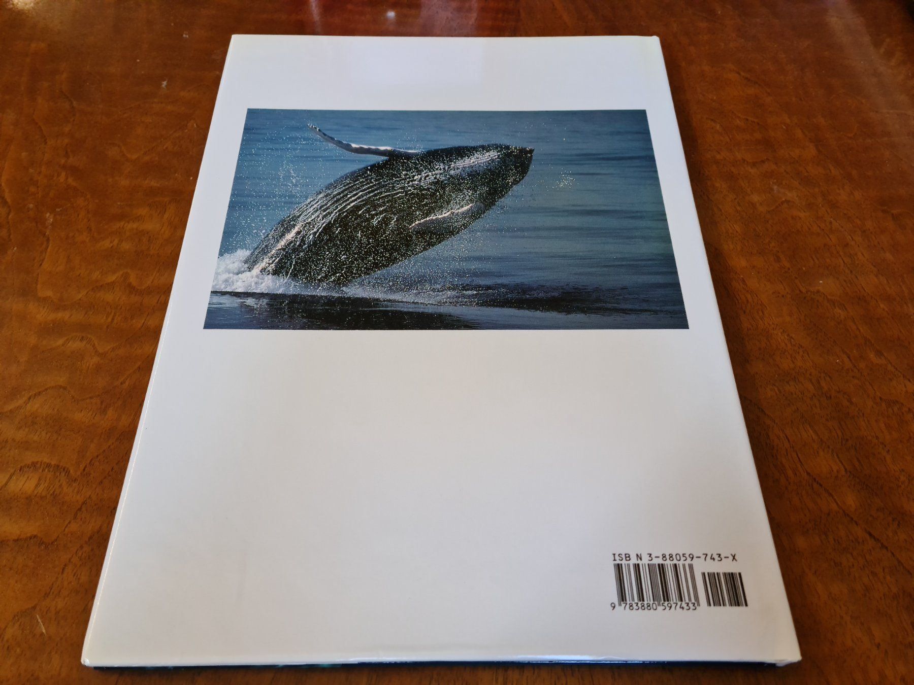 Libri: WALE & DELPHINE – Usato da Erstfeld venduto da Uhu1980 1