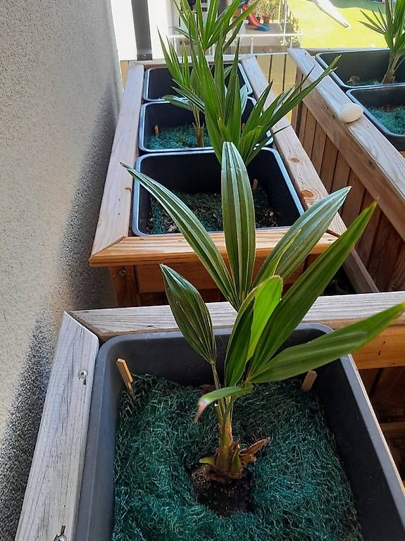 Piante & sementi: Palme – Usato da Buochs venduto da DODGEO11