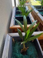 Palme