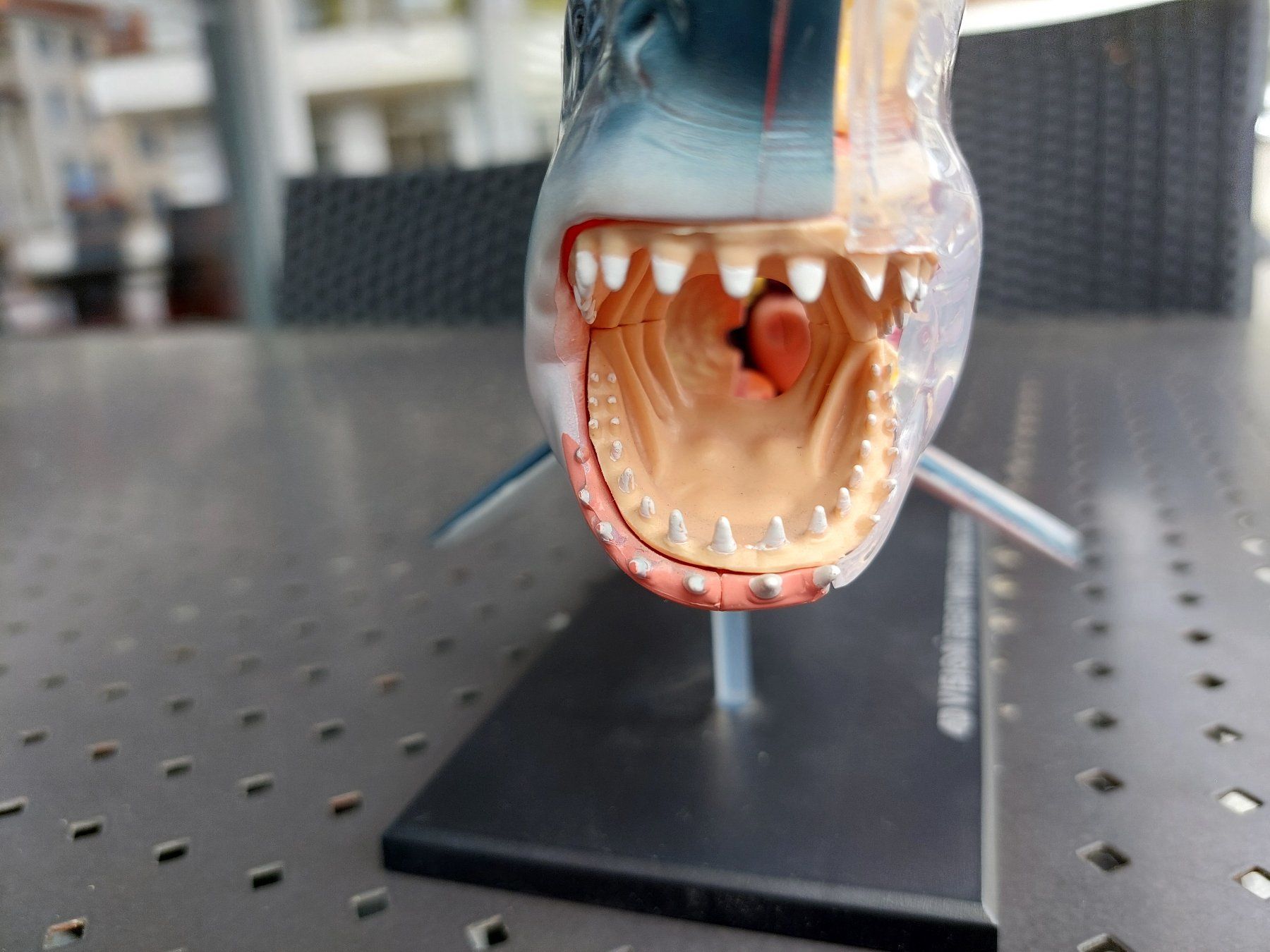 Modellbausätze & Standmodelle: 4D VISION - GREAT WHITE SHARK - ANATOMY MODEL – Gebraucht aus Spiegel b. Bern von  2