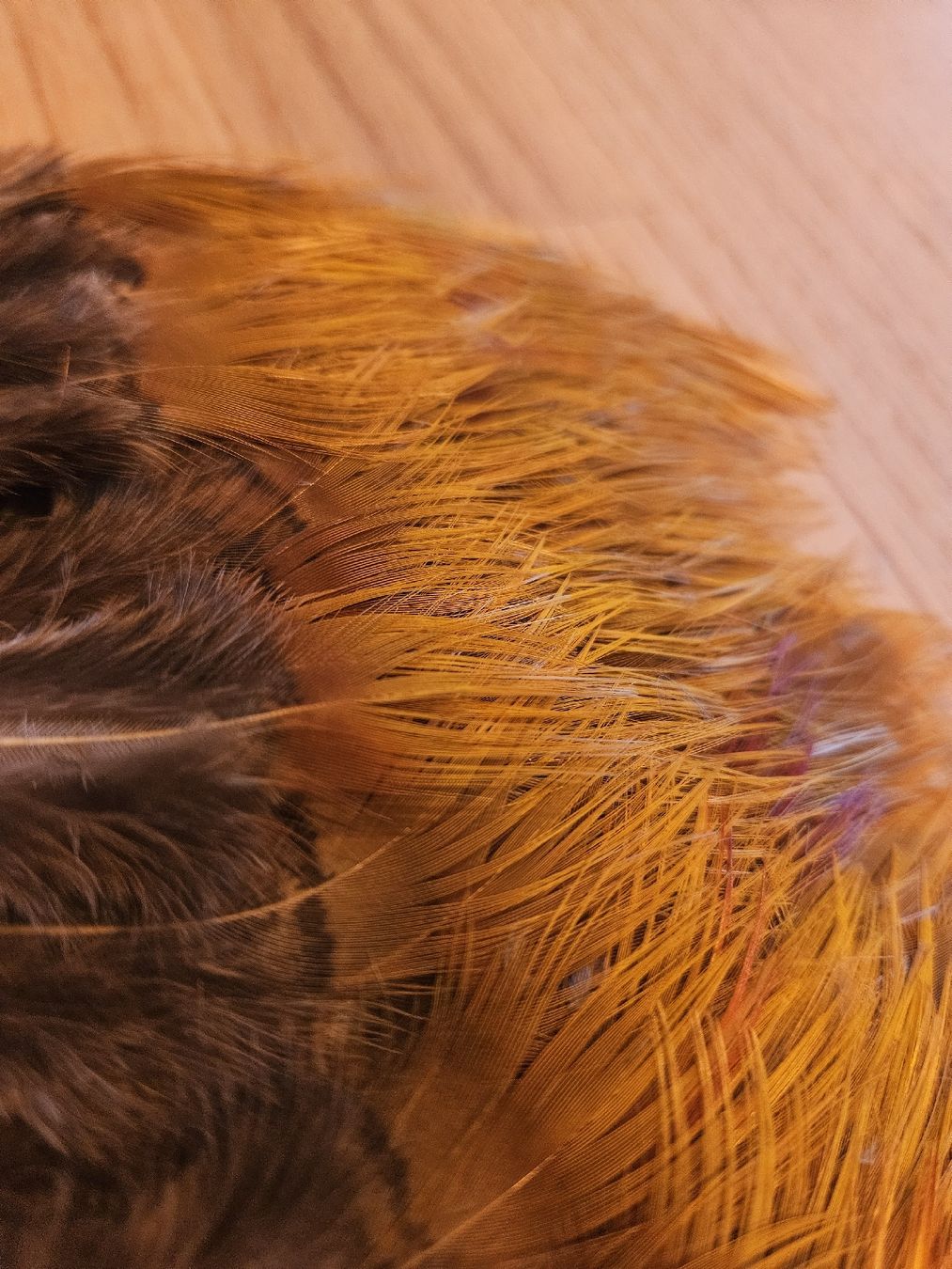 Il mondo degli animali: Federn Goldfasan – Nuovo (secondo la descrizione) da Wallenwil venduto da luc_mei 1