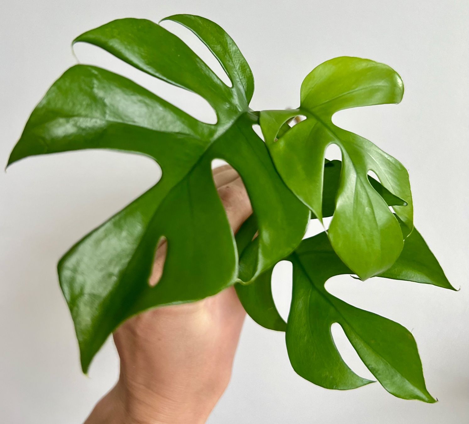 Piante & sementi: Monstera minima, Rhaphidophora tetrasperma Kopfsteckling🤩 – Usato da Glattpark(Opfikon) venduto da ste_n99y 5
