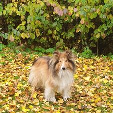 Profile image of Urlaus