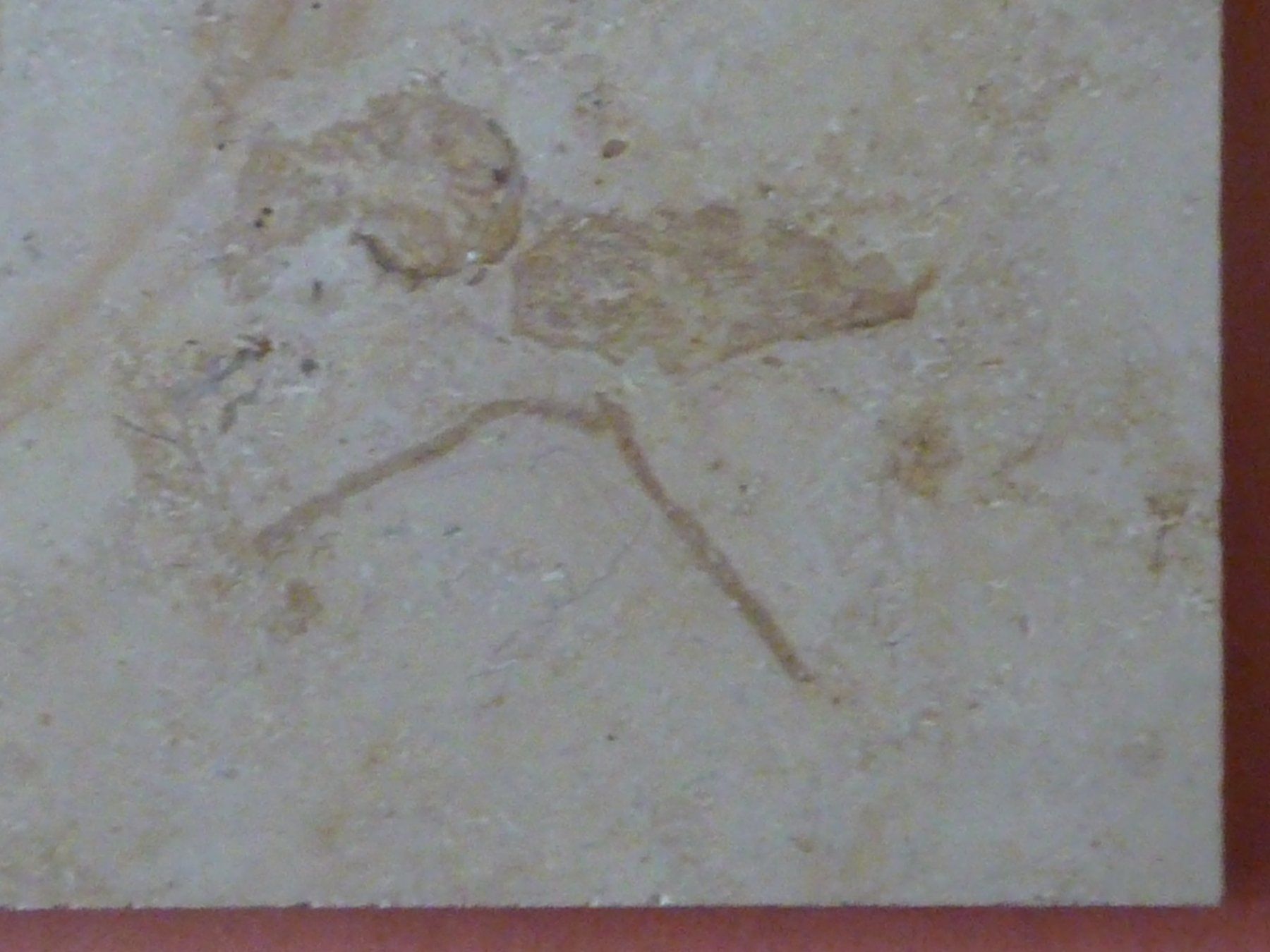 Fossili: Kalksteinplatte mit Ammoniten – Usato da Triengen venduto da Nussbaum14 2