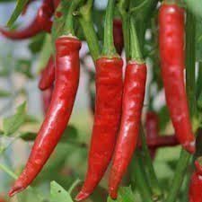 Piante & sementi: Chili de Chayenne ( 12 Samen ) – Nuovo (secondo la descrizione) da Eschen venduto da Saemereien24