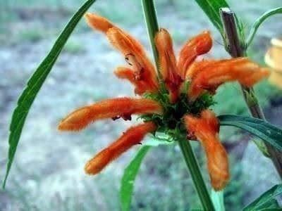Piante & sementi: Queue de Lion, Wild Dagga, Leonotis 15g – Nuovo (secondo la descrizione) da Bremblens venduto da FIBONACCI369 4