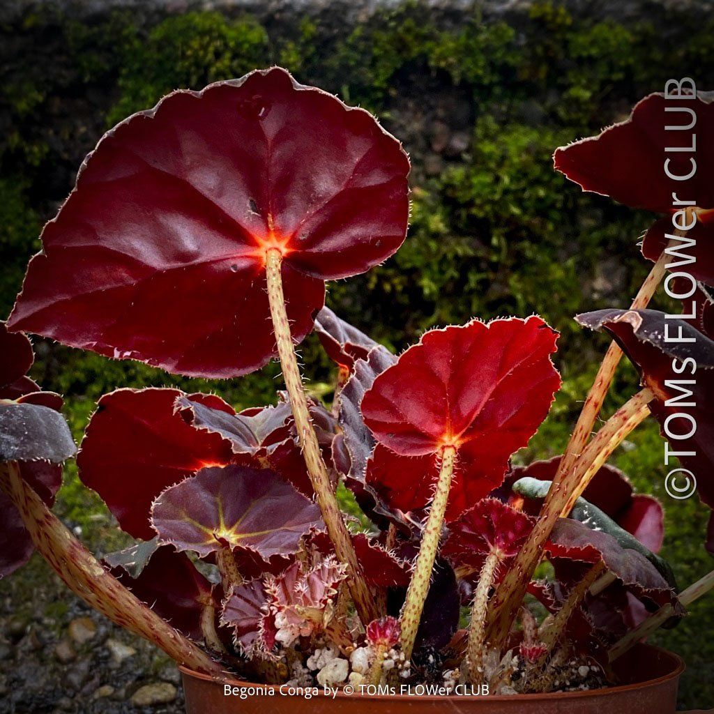 Piante & sementi: Begonia Conga - wunderschöne samte burgundy Blätter – Nuovo e nell'imballaggio originale da Adliswil venduto da MarkyForest 2