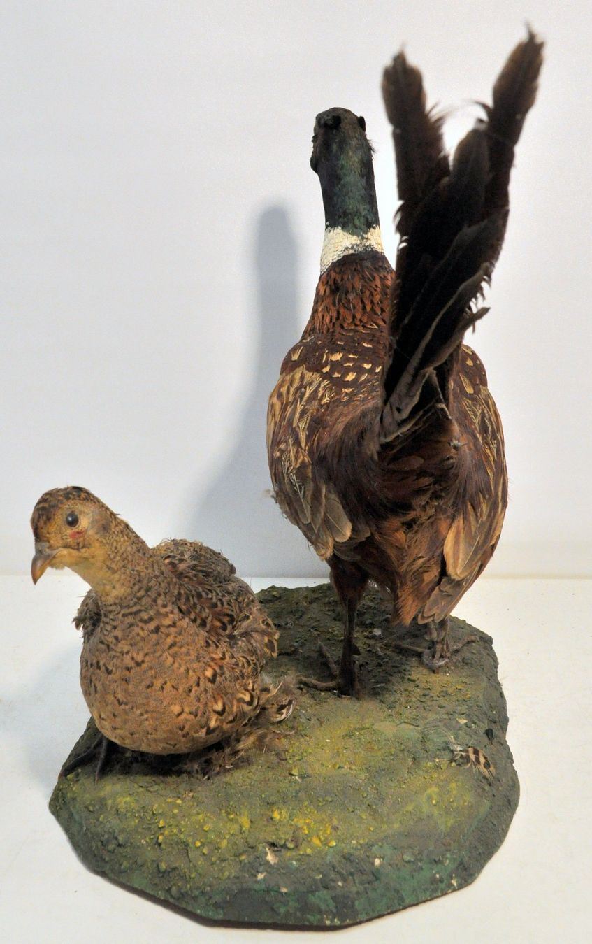 Il mondo degli animali: Couple de faisans naturalisés – Usato da Neuchâtel venduto da Neuchatel 3