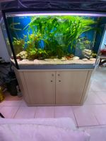 Aquariumpflanzen Komplett: Der gesamte Inhalt ohne Aquarium.