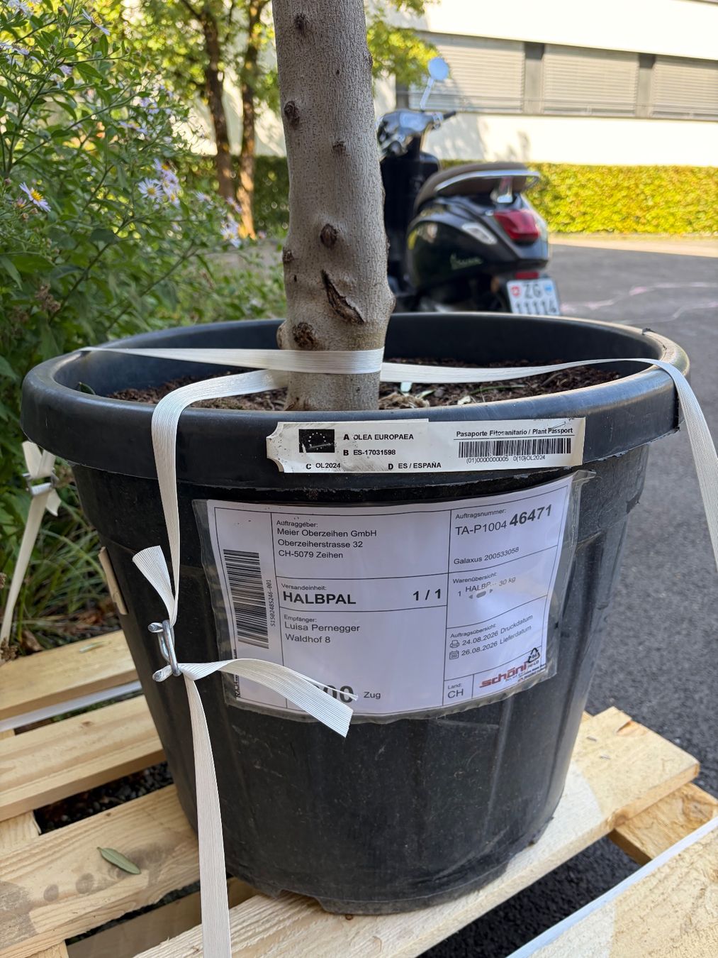 Pflanzen & Samen: Olivenbaum im Topf neu – Neu und originalverpackt aus Zug von joc_g2q2 1