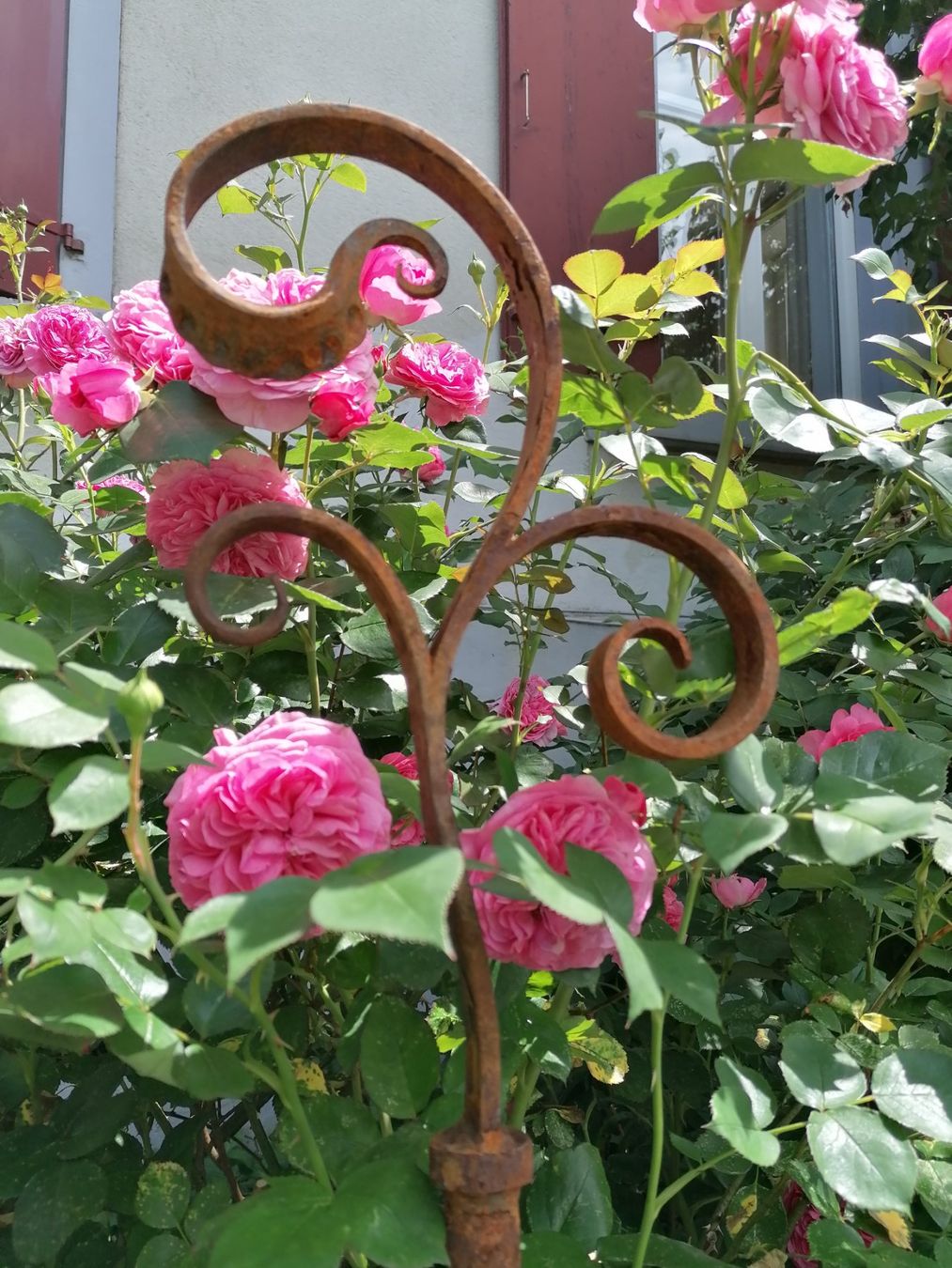 Tutte le decorazioni: Rosenstab / Gartenstab / Gartendekoration – Nuovo (secondo la descrizione) da Riedt b. Erlen venduto da BisD
