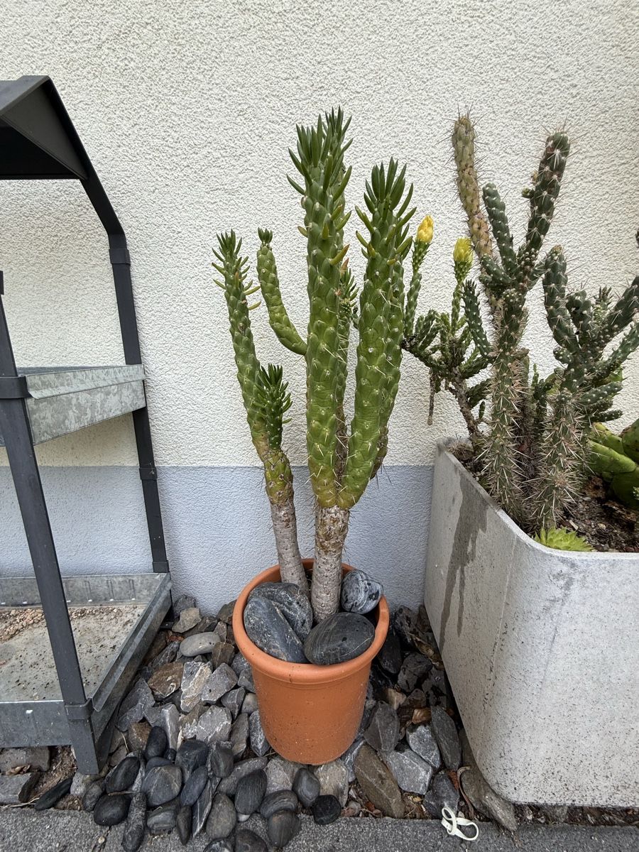 Plantes & graines: Austrocylindropuntia subulata – D'occasion à Rorbas par SimS0n