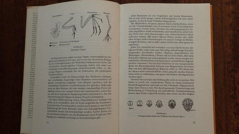 Bücher: Fossilien Bücher – Gebraucht aus Rickenbach BL von Oktober68 1