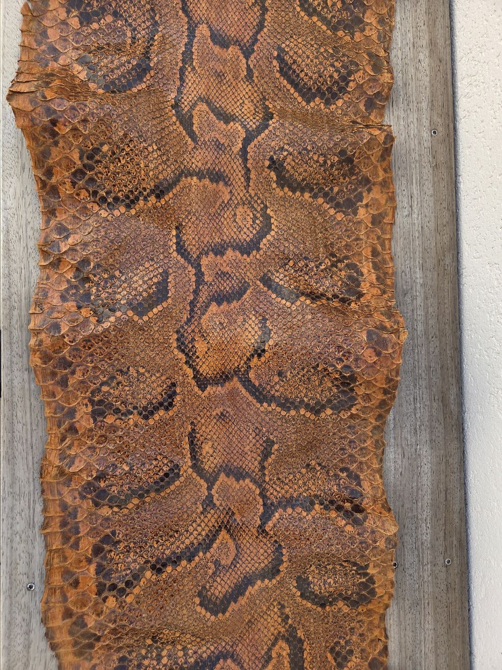 Tessuti: Schlangenhaut Python braun gemustert ca. 450 cm – Nuovo (secondo la descrizione) da Kreuzlingen venduto da gogi3