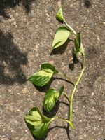 Epipremnum Manjula, frisch geschnittener, grosser Steckling