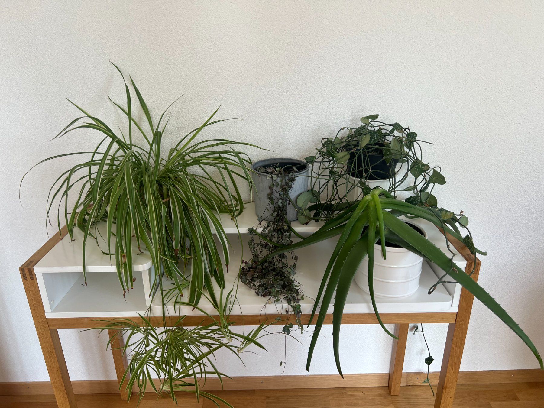 Plantes & graines: 4 Zimmerpflanzen – D'occasion à Ostermundigen par man_7dlv