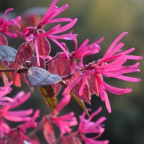 Piante & sementi: Loropetalum  Fire Dance 15-20cm – Nuovo e nell'imballaggio originale da Bremblens venduto da FIBONACCI369