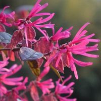 Loropetalum  Fire Dance 15-20cm