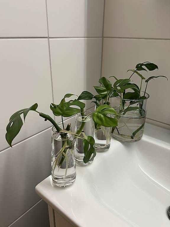 Piante & sementi: Monstera minima - Stecklinge – Usato da Sargans venduto da -VS- 3