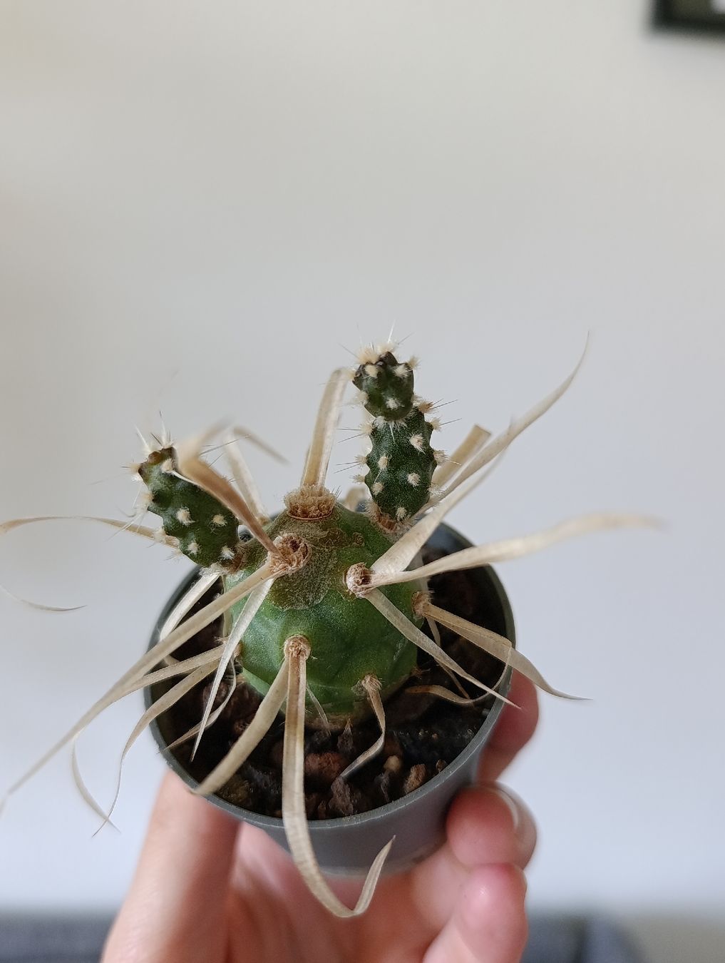 Plantes & graines: Mini Kaktus – D'occasion à Baar par L.isa28 3