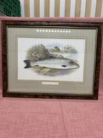 Englische Fischbilder