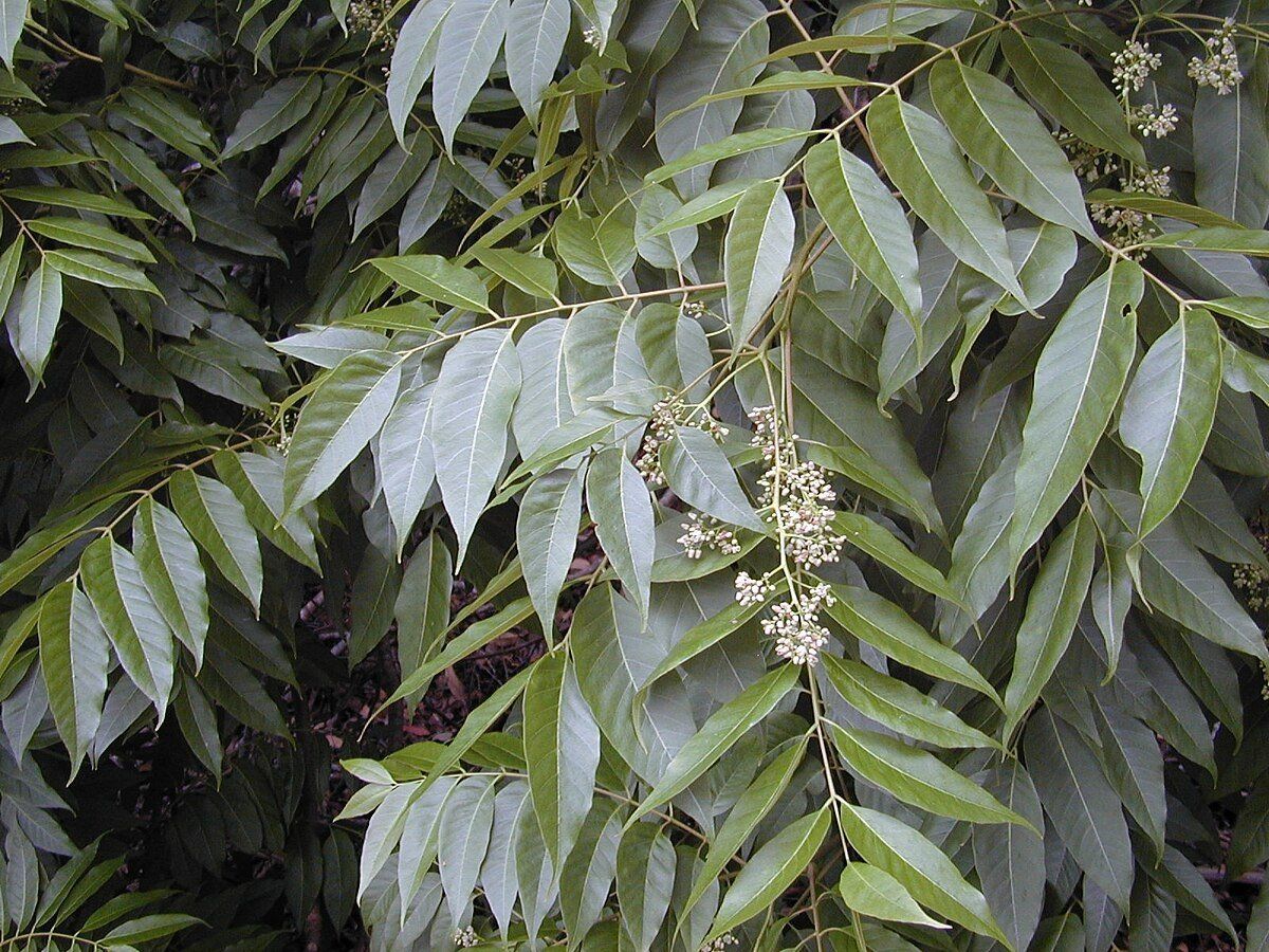 Pflanzen & Samen: Chin. Gemüsebaum - Toona sinensis - 20 Samen – Neu und originalverpackt aus Sumiswald von Cham14558 2
