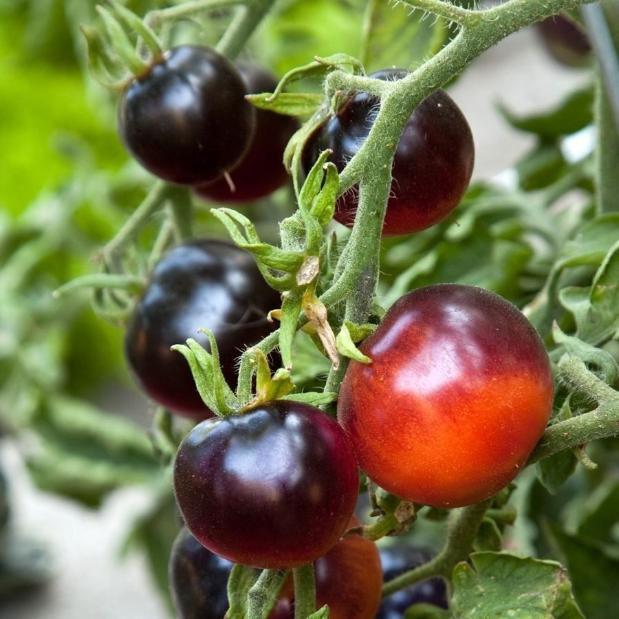 Piante & sementi: 50 Samen schwarze Tomate INDIGO ROSE – Nuovo (secondo la descrizione) da Ehrendingen venduto da VerveinaSamen