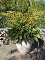 Wunderschöne mehrjährige Rudbeckia Blumen mit Topf