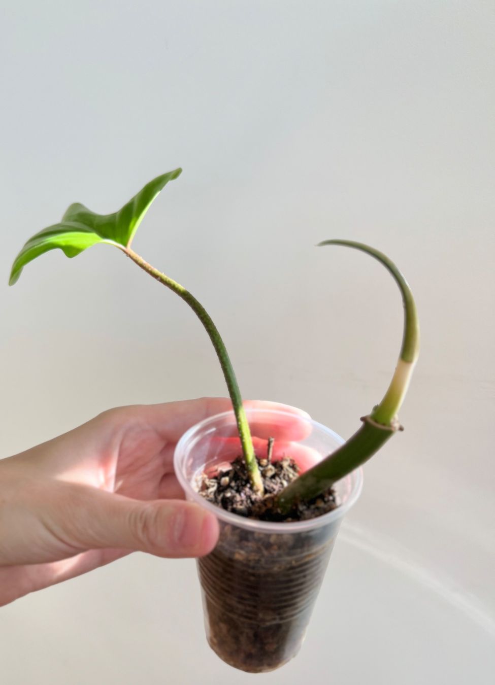 Piante & sementi: Philodendron Florida Ghost💚 – Usato da Glattpark(Opfikon) venduto da ste_n99y
