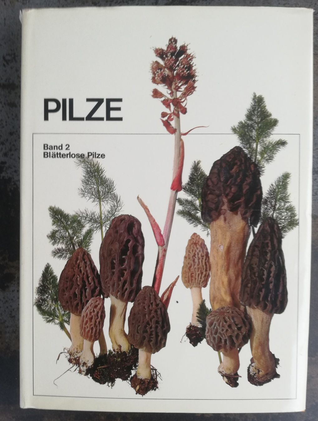 Livres: Pilze 2 – D'occasion à Hildisrieden par Malve