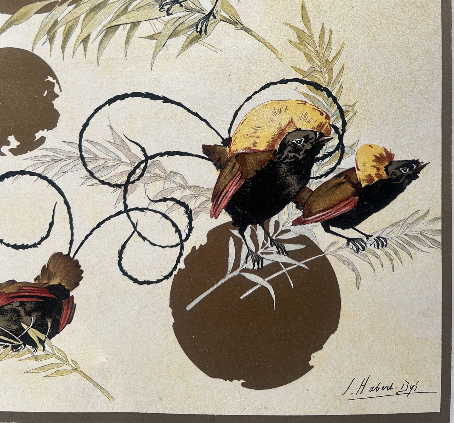 Grafica & Litografie: Chromolithographie Oiseaux – Usato da Cologny venduto da flo_7dnj 1