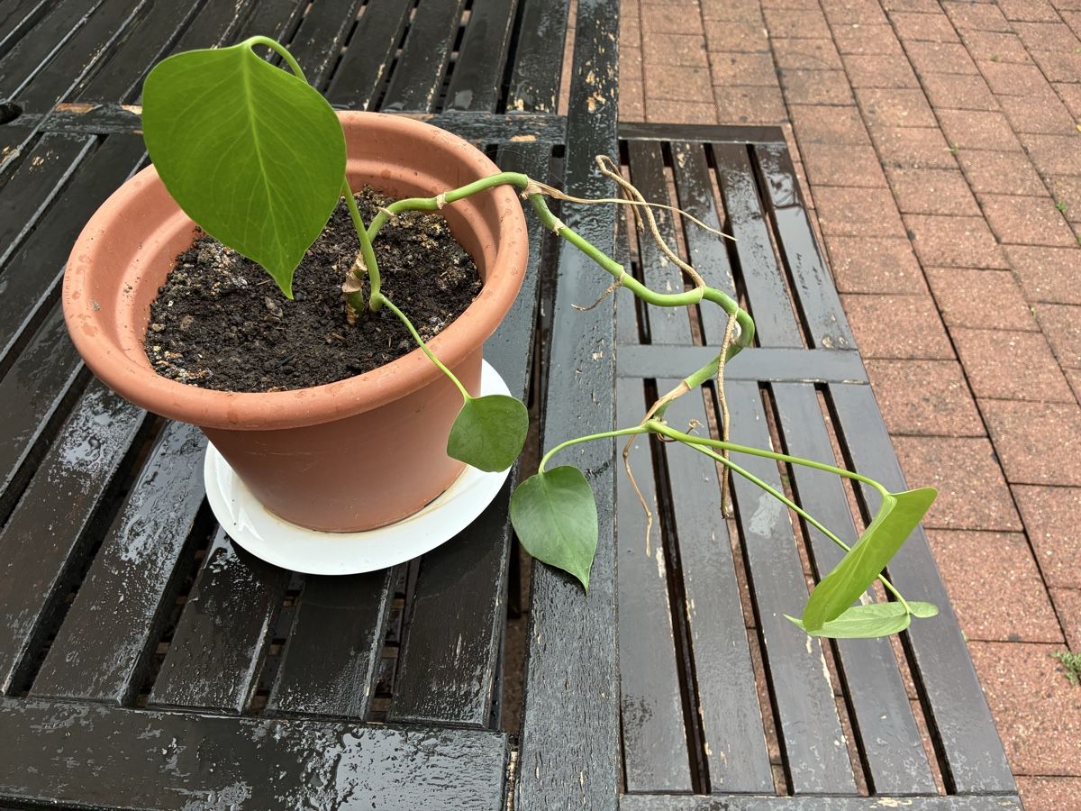 Pflanzen & Samen: Monstera Ableger – Neu (gemäss Beschreibung) aus Adlikon von kathrinemma 1