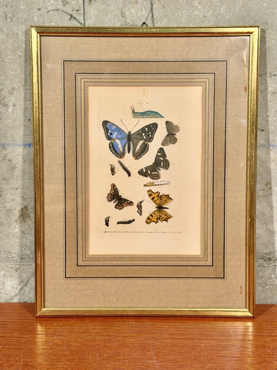 Incisioni: Framed Antique Butterfly Print, Entomology Wall Decor – Usato da Lausanne venduto da vas_mbk2