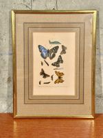 Framed Antique Butterfly Print, Entomology Wall Decor