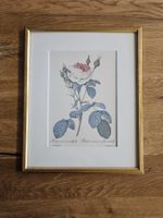 Antiker botanischer Stich - Rosa muscosa multiflora