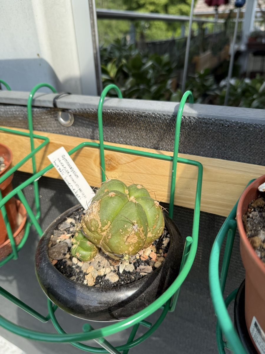 Piante & sementi: Gymnocalycium horstii buenekeri – Usato da Rorbas venduto da SimS0n 1