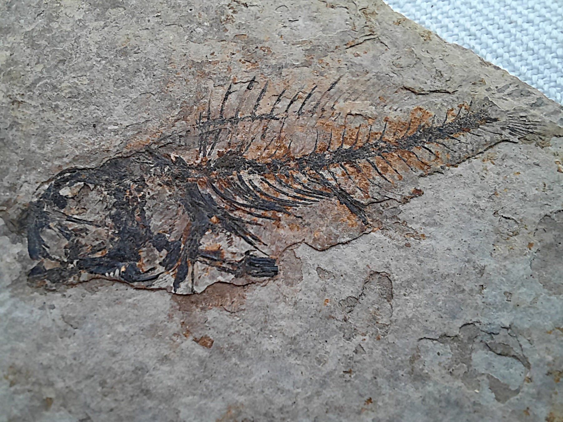 Fossili: 3 Fossilien – Usato da Beinwil am See venduto da Restwert_Beinwil 6