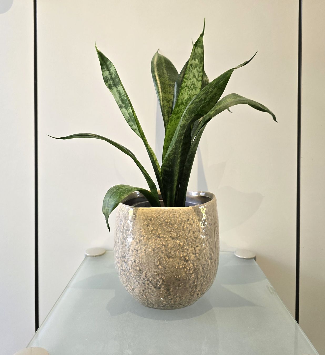 bogenhanf in wasser stellen Hydro Kingsize Sansevieria Zeylanica, 70-80cm  Green Me Up