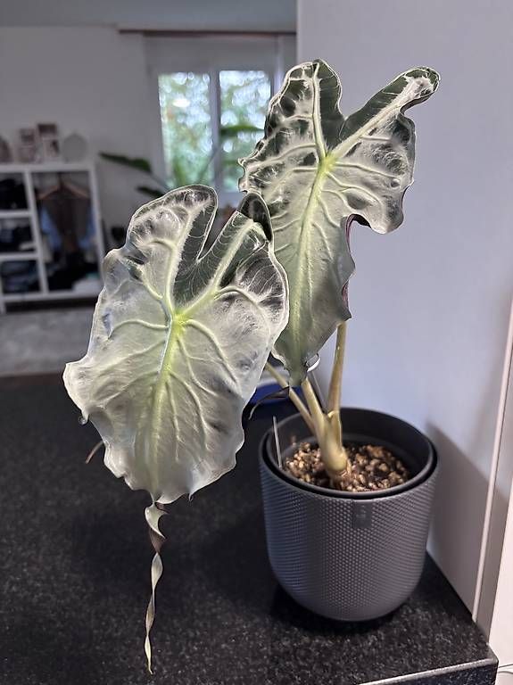 Plantes & graines: Alocasia Venom – D'occasion à Oberbuchsiten par Muskatellerchen 2