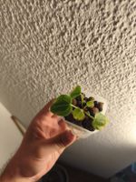 Anthurium Cristallinum baby in self watering pot